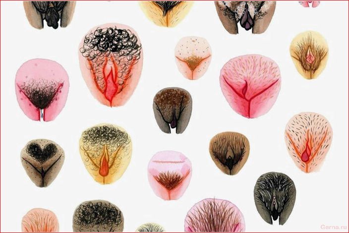 Какие бывают вагины у девушек (50 рисунков) vagina, girls, drawings