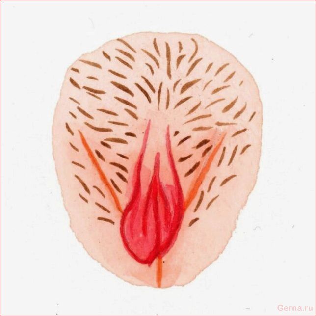 Какие бывают вагины у девушек (50 рисунков) vagina, girls, drawings