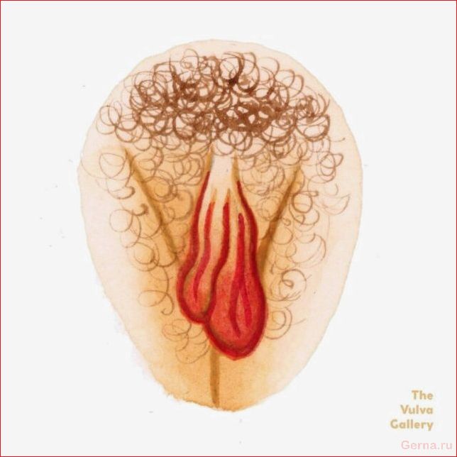 Какие бывают вагины у девушек (50 рисунков) vagina, girls, drawings