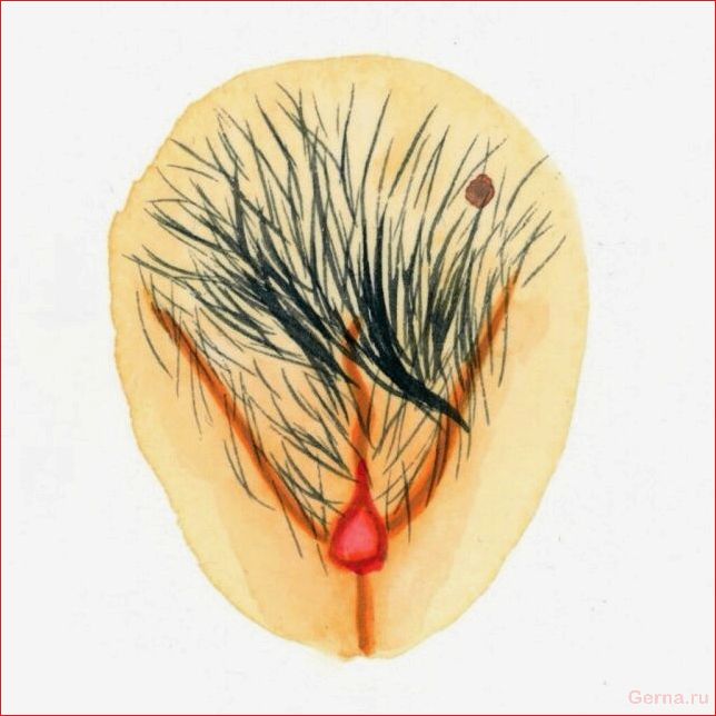Какие бывают вагины у девушек (50 рисунков) vagina, girls, drawings