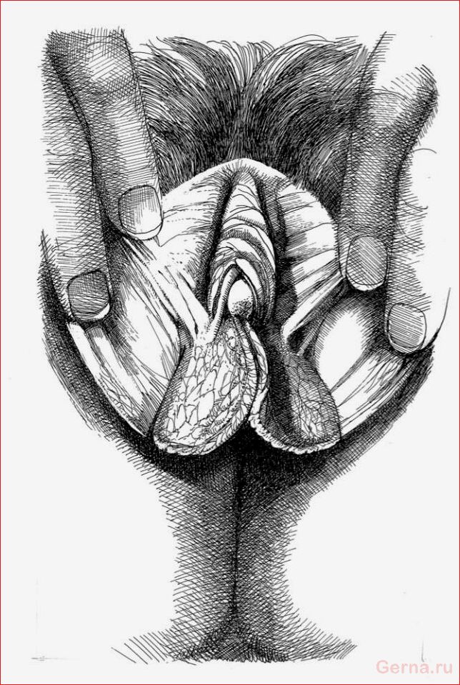 Какие бывают вагины у девушек (50 рисунков) vagina, girls, drawings
