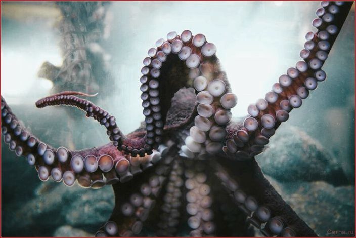 eaten, alive, overtaken, tentacles, unusual