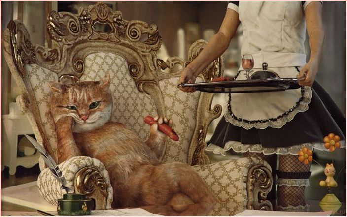 Всё про образ жизни женщин-кошатниц image, life, cat women