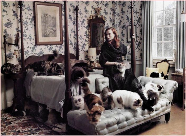Всё про образ жизни женщин-кошатниц image, life, cat women