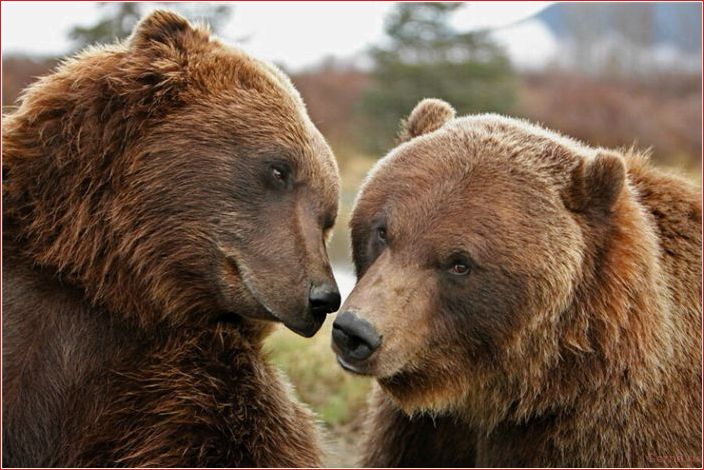 Animals, too, have sex