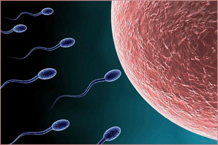 Sperma, produziert, besteht