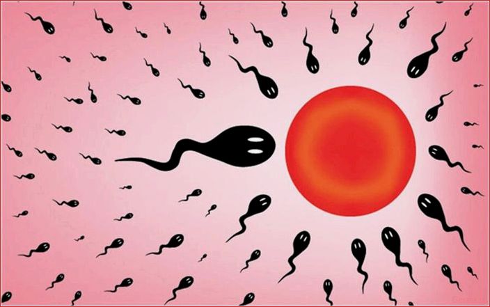 Sperma, produziert, besteht