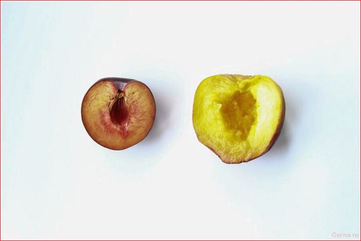 Польза кунилингуса и его вред: 10 WOW-фактов, о которых ты не знаешь Vorteile, Cunnilingus, Schaden, Wow-Fakten, wissen Sie