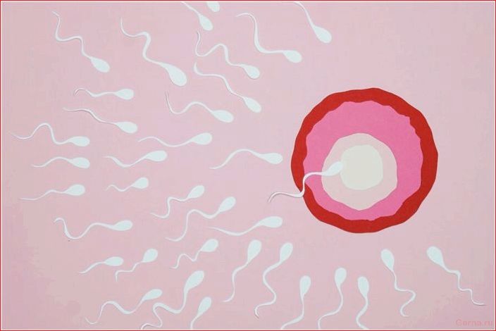 renewal, sperm, often, occurs