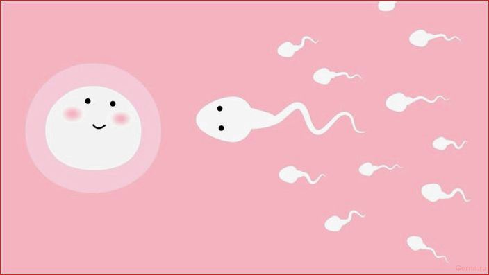 renewal, sperm, often, occurs