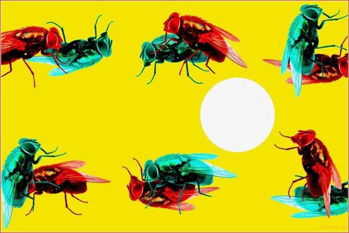 female, neotrogla, copulates, penetrating, males