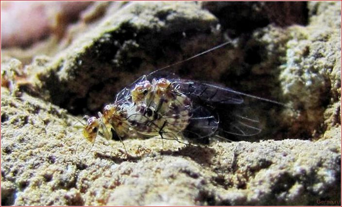 female, neotrogla, copulates, penetrating, males