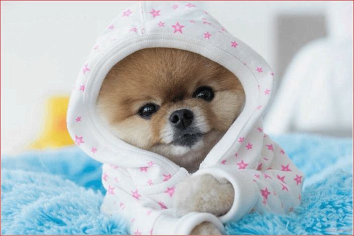 ТОП-20 самых милых аккаунтов с собаками в TikTok top 20, cute, accounts, dogs